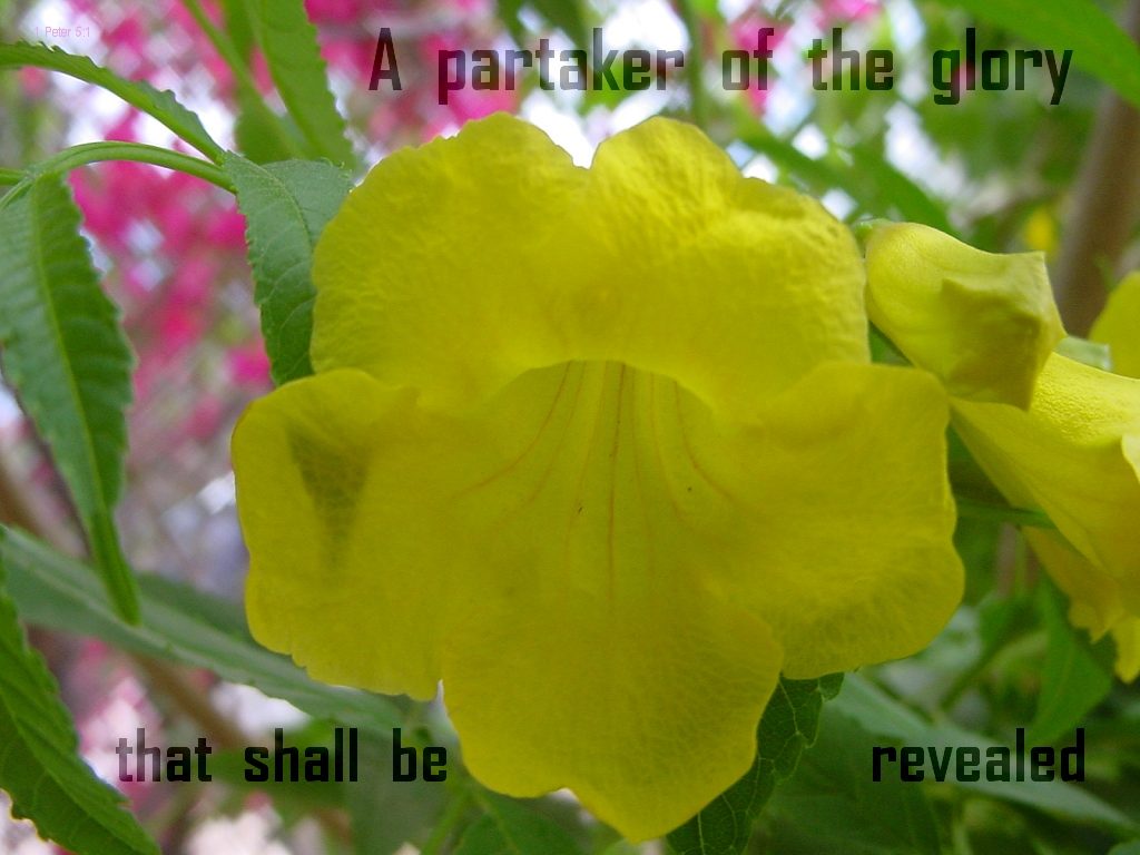 partaker of the glory