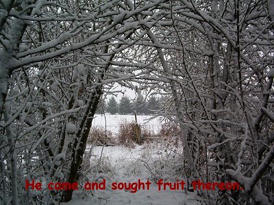 He came and sought fruit thereon (Luke 13:6)