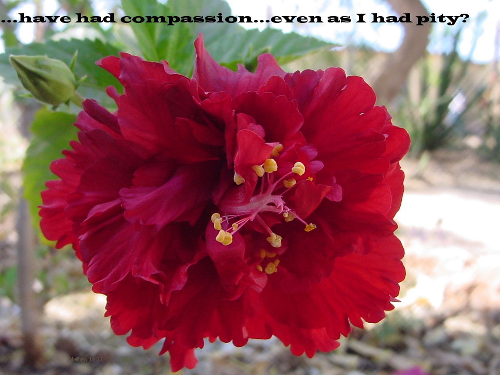 IMPERATIVE OF FORGIVENESS: ...have had compassion...even as I had pity? (Matthew 18:33)