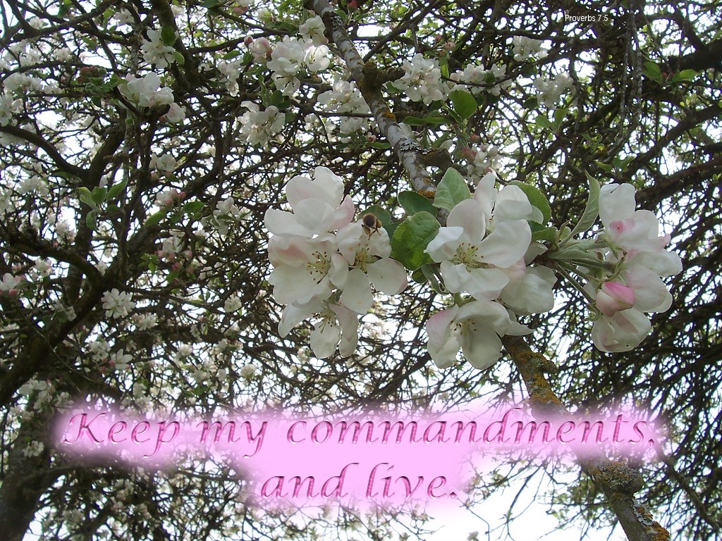 Keep my commandmenst and live