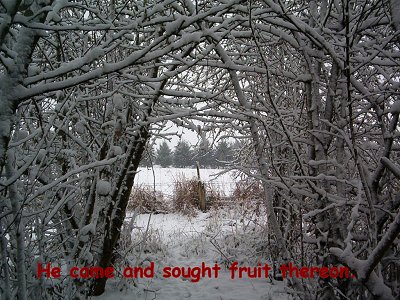 He came and sought fruit thereon (Luke 13:6)