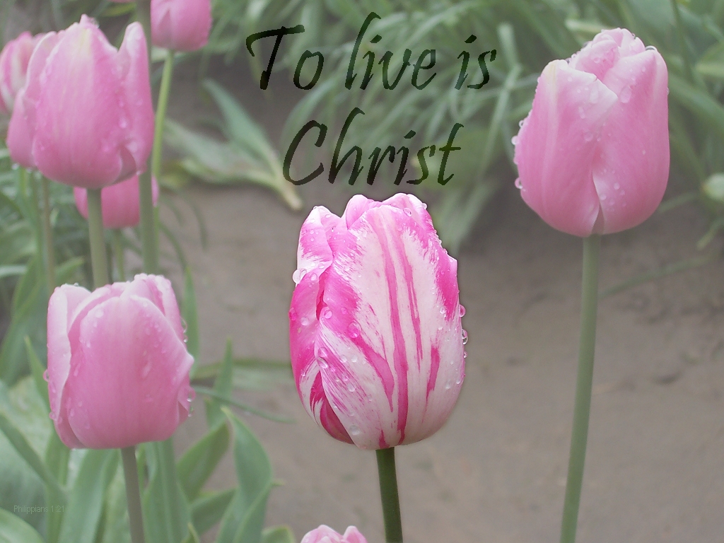 To live is Christ (Galatians 2:20)