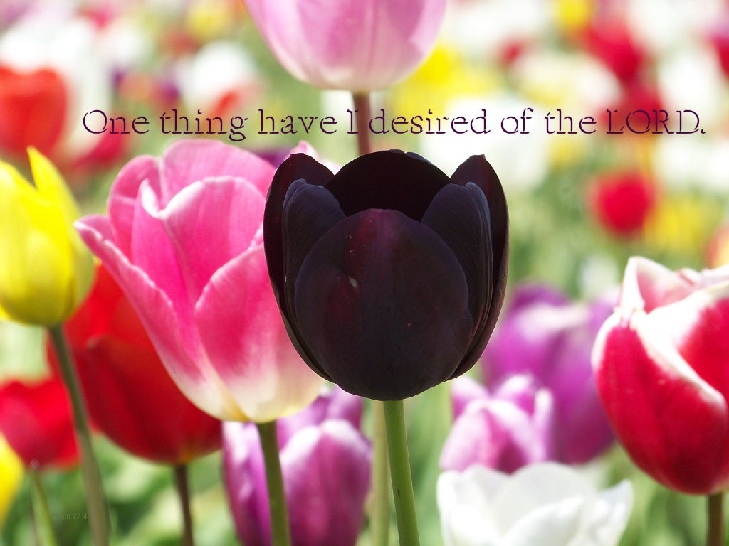 One thing have I desired of the LORD (Psalm 27:4)