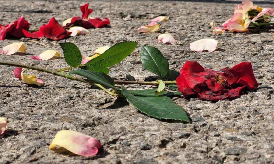 crushed roses after funeral procession for Ukrainian soldier